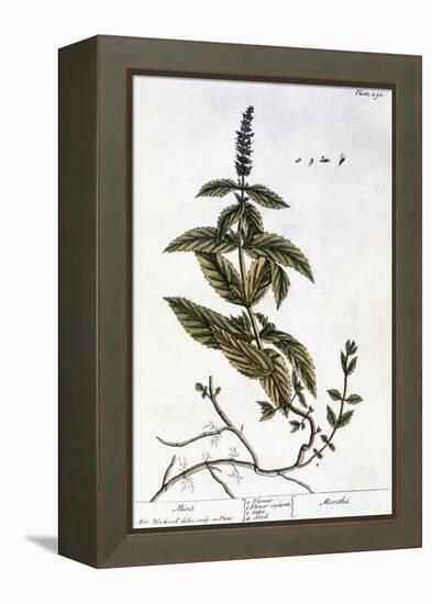 Mint Plant, 1735-Elizabeth Blackwell-Framed Premier Image Canvas