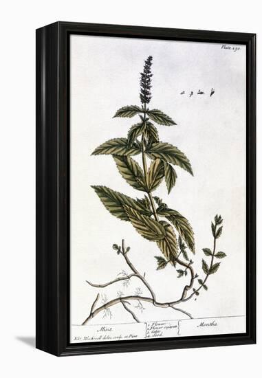 Mint Plant, 1735-Elizabeth Blackwell-Framed Premier Image Canvas