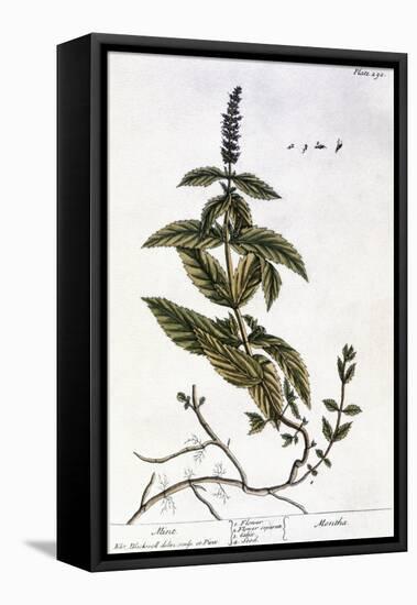Mint Plant, 1735-Elizabeth Blackwell-Framed Premier Image Canvas
