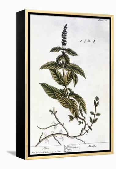 Mint Plant, 1735-Elizabeth Blackwell-Framed Premier Image Canvas