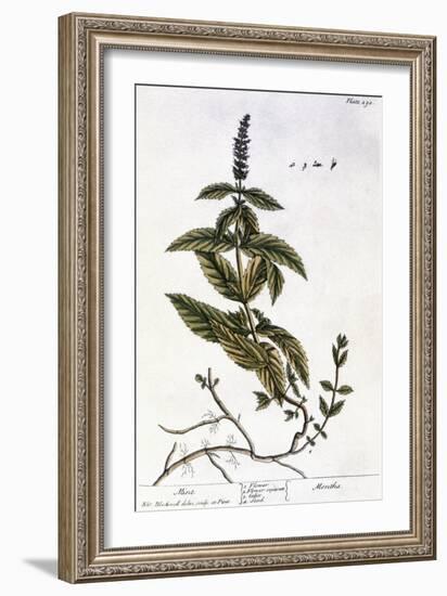 Mint Plant, 1735-Elizabeth Blackwell-Framed Giclee Print