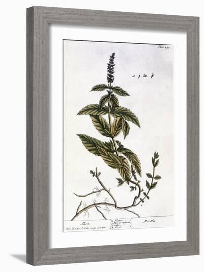 Mint Plant, 1735-Elizabeth Blackwell-Framed Giclee Print