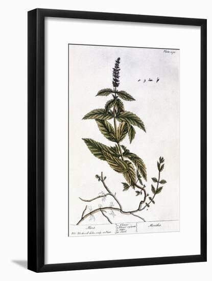 Mint Plant, 1735-Elizabeth Blackwell-Framed Giclee Print