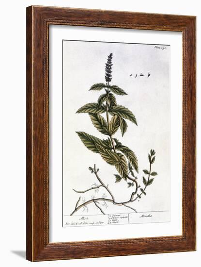 Mint Plant, 1735-Elizabeth Blackwell-Framed Giclee Print