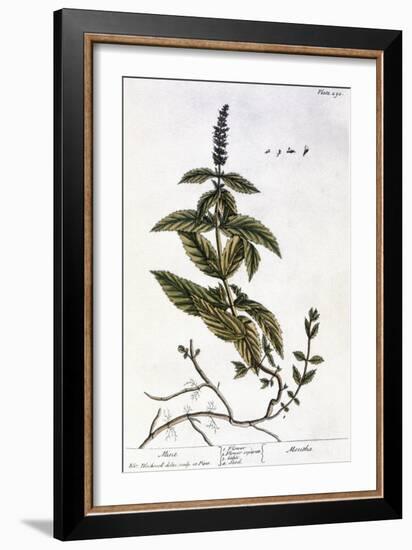Mint Plant, 1735-Elizabeth Blackwell-Framed Giclee Print