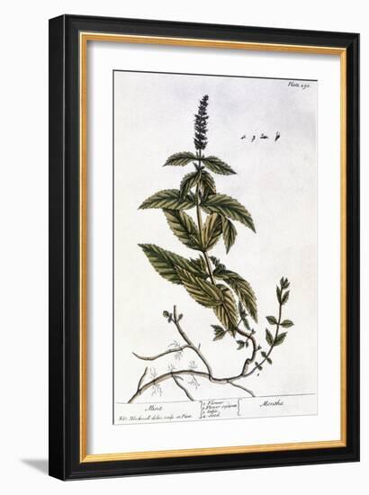 Mint Plant, 1735-Elizabeth Blackwell-Framed Giclee Print
