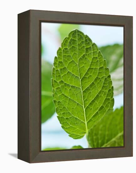 Mint-null-Framed Premier Image Canvas