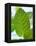 Mint-null-Framed Premier Image Canvas