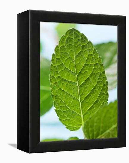 Mint-null-Framed Premier Image Canvas