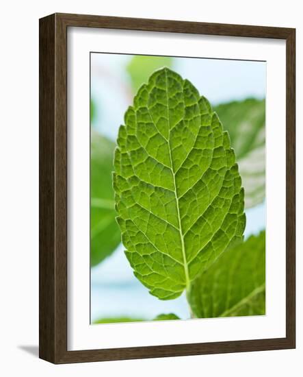 Mint-null-Framed Photographic Print