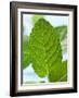 Mint-null-Framed Photographic Print