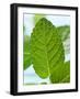 Mint-null-Framed Photographic Print