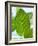 Mint-null-Framed Photographic Print