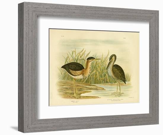 Minute Bittern, 1891-Gracius Broinowski-Framed Giclee Print