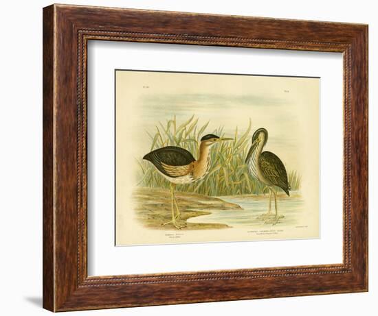 Minute Bittern, 1891-Gracius Broinowski-Framed Giclee Print