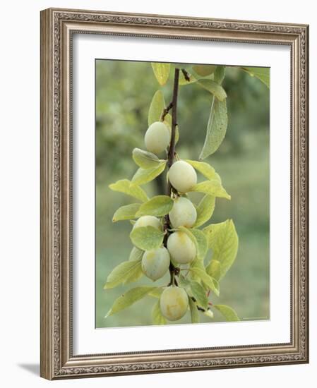 Mirabelle Plum Harvest, Hattonville Region, Meuse, Lorraine, France-Bruno Barbier-Framed Photographic Print