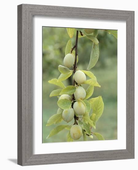 Mirabelle Plum Harvest, Hattonville Region, Meuse, Lorraine, France-Bruno Barbier-Framed Photographic Print