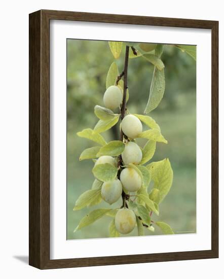 Mirabelle Plum Harvest, Hattonville Region, Meuse, Lorraine, France-Bruno Barbier-Framed Photographic Print