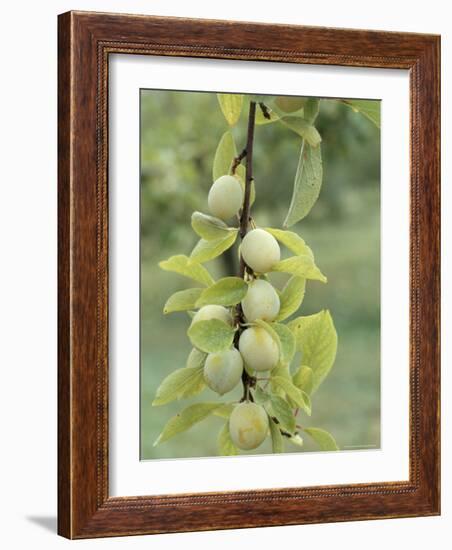 Mirabelle Plum Harvest, Hattonville Region, Meuse, Lorraine, France-Bruno Barbier-Framed Photographic Print