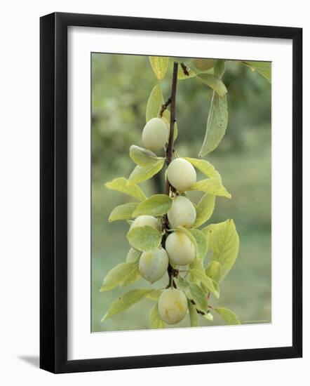 Mirabelle Plum Harvest, Hattonville Region, Meuse, Lorraine, France-Bruno Barbier-Framed Photographic Print
