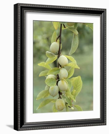 Mirabelle Plum Harvest, Hattonville Region, Meuse, Lorraine, France-Bruno Barbier-Framed Photographic Print