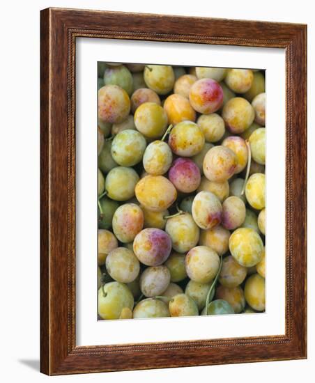 Mirabelle Plum Harvest, Hattonville Region, Meuse, Lorraine, France-Bruno Barbier-Framed Photographic Print