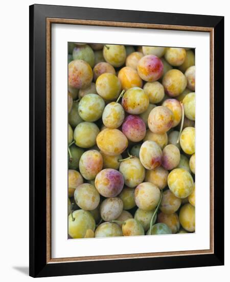 Mirabelle Plum Harvest, Hattonville Region, Meuse, Lorraine, France-Bruno Barbier-Framed Photographic Print