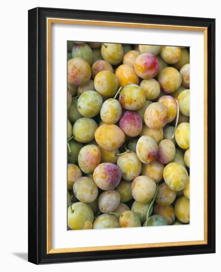 Mirabelle Plum Harvest, Hattonville Region, Meuse, Lorraine, France-Bruno Barbier-Framed Photographic Print