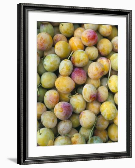 Mirabelle Plum Harvest, Hattonville Region, Meuse, Lorraine, France-Bruno Barbier-Framed Photographic Print