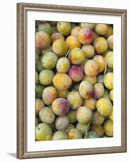 Mirabelle Plum Harvest, Hattonville Region, Meuse, Lorraine, France-Bruno Barbier-Framed Photographic Print