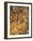 Miracle of Cross at Bridge of San Lorenzo-Gentile Bellini-Framed Giclee Print