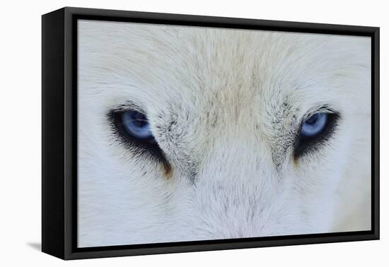 Mirada Azul-miquel angel artús-Framed Premier Image Canvas