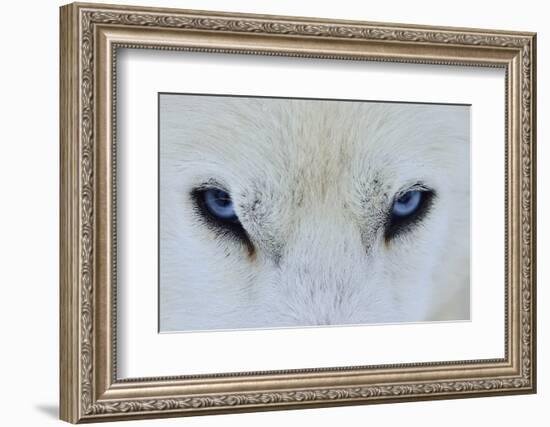 Mirada Azul-miquel angel artús-Framed Photographic Print