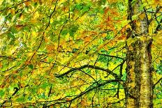 Dramatic Hdr Of Yellow Birch During Fall-Mirage3-Art Print