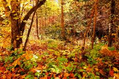 Dramatic Hdr Of Yellow Birch During Fall-Mirage3-Art Print