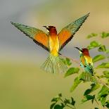 Toucan Outdoor - Ramphastos Sulphuratus-mirceab-Photographic Print