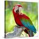 Stretched Canvas Print