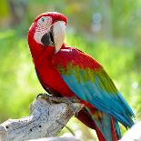 Macaw Sitting On Branch-mirceab-Photographic Print