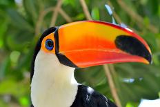 Macaw Sitting On Branch-mirceab-Photographic Print