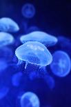 Underwater Image of Jellyfishes-mirceab-Photographic Print