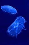 Underwater Image of Jellyfishes-mirceab-Photographic Print
