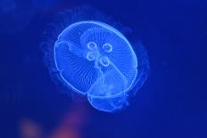 Underwater Image of Jellyfishes-mirceab-Photographic Print