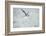 mire crow, Chroicocephalus ridibundus, flight, back view-David & Micha Sheldon-Framed Photographic Print