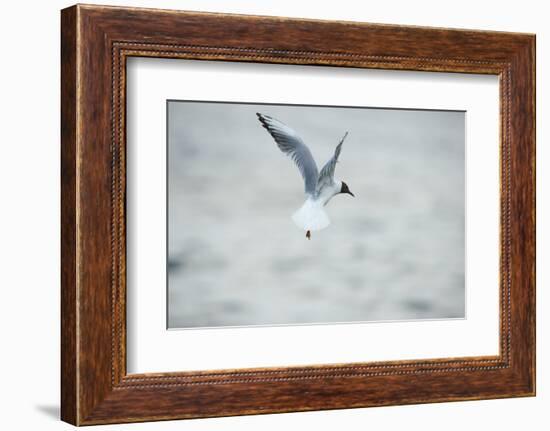 mire crow, Chroicocephalus ridibundus, flight, back view-David & Micha Sheldon-Framed Photographic Print