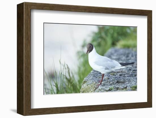 mire crow, Chroicocephalus ridibundus, rocks, sidewise, sit-David & Micha Sheldon-Framed Photographic Print