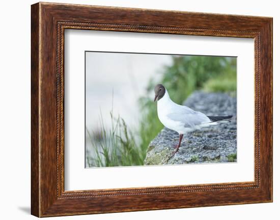 mire crow, Chroicocephalus ridibundus, rocks, sidewise, sit-David & Micha Sheldon-Framed Photographic Print