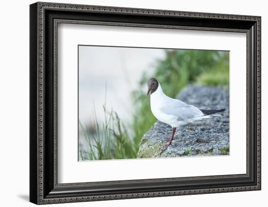 mire crow, Chroicocephalus ridibundus, rocks, sidewise, sit-David & Micha Sheldon-Framed Photographic Print