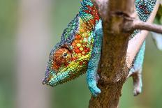 Chameleon Furcifer Pardalis, Madagascar Nature-mirecca-Mounted Photographic Print