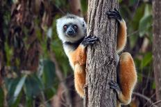 Northern Bamboo Lemur - Hapalemur Occidentalis, close up Madagascar Nature-mirecca-Photographic Print