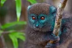 Diademed Sifaka Lemur (Propithecus Diadema) Â€“ Portrait, Madagascar Nature-mirecca-Premier Image Canvas